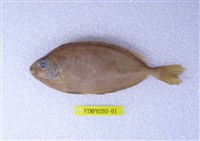 藏品(褐籃子魚)的圖片